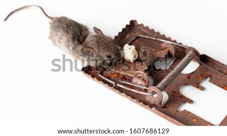 The mouse fell into a mousetrap on a white background.