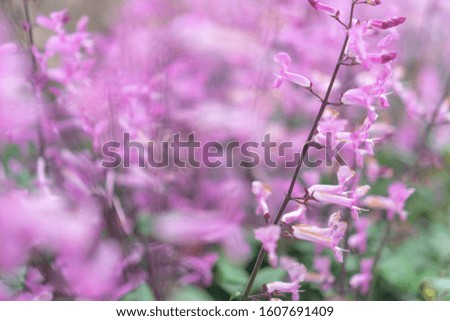 Selective focus on lavender flower with sunlight garden field background.   
