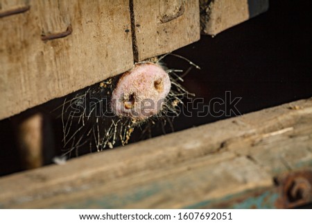 A little pig shows his round pink nose a little piglet with two holes sticking it out of the cage stall