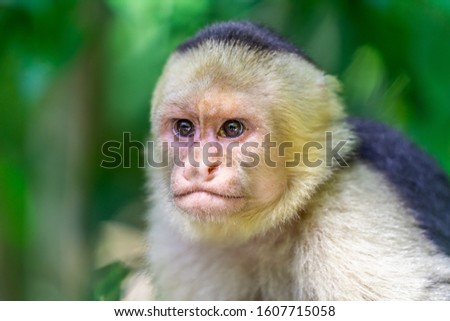 Portrait of a single specimen of Panamanian white-faced capuchin (Cebus imitator) in a tropical rain forest environment