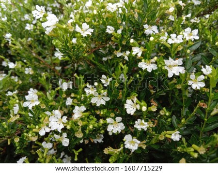 White taiwan beauty, cuphea hyssopifolia, false heather, in Posong, Temanggung, Central Java, Indonesia Royalty-Free Stock Photo #1607715229