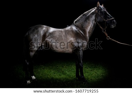 
Creole horse photography, taken with studio flashes. The Creole horse is the horse used by the Argentine gauchos to perform rural tasks