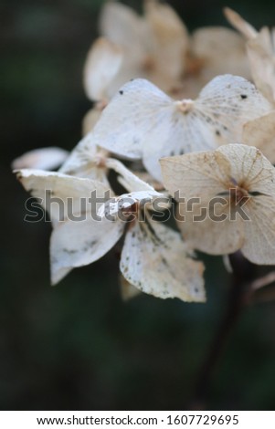 Faded winter hydrangea flower heads
