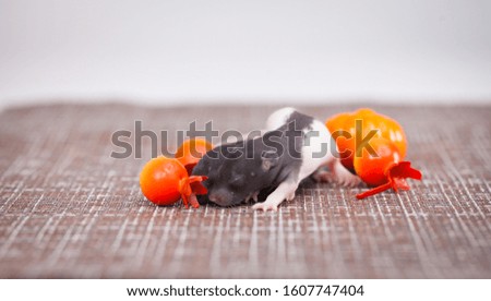 rat is the symbol of 2020 on the Chinese calendar with small orange pumpkins. nice and gentle rat