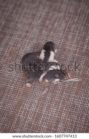 baby rats are small children. cute kids mouse. tailed family. children hugging together