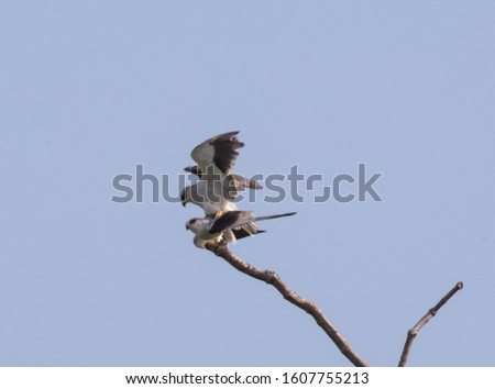 A couple of Rat Eagle (Elanus Caeraleus) mating at the top of branches of dead tree