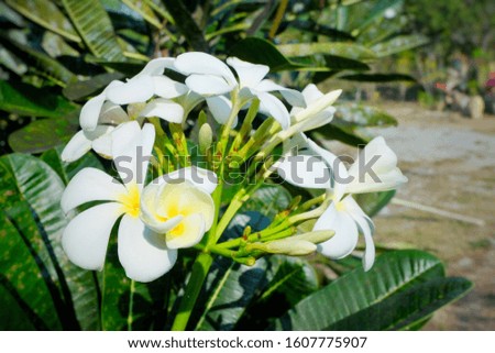 white frangipani tropical flower, plumeria flower blooming on tree, spa flower.White plumeria flowers blooming in garden.Close up.