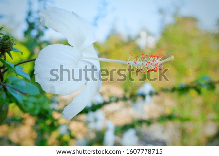 White Hibiscus flowers blooming in garden at my home. White Hibiscus flowers with nature background.Close  up.