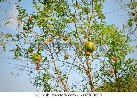 Pomegranate fruit on tree branch in farm.Close up.