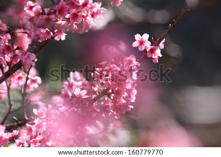 Cherry blossom in the park, closeup and shallow DOF