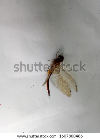 a dragonfly with a white background