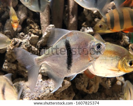 Piranha-like fish, "Grin Spotted Metynnis".