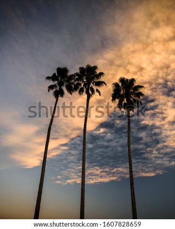 Three Palm Trees at sunrise, Sydney Australia