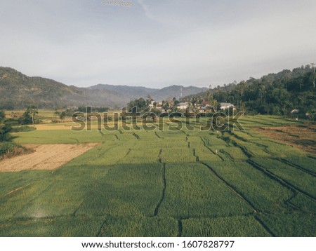 Aerial top view of paddy rice terraces, green agricultural rice fields in countryside or rural area, mountain hills valley at sunrise in Asia, Indonesia. Nature landscape background.