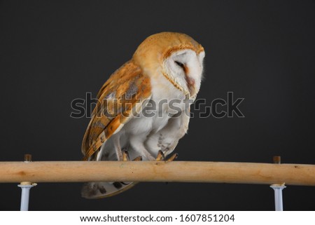 Owl photos in the studio with dramatic lights