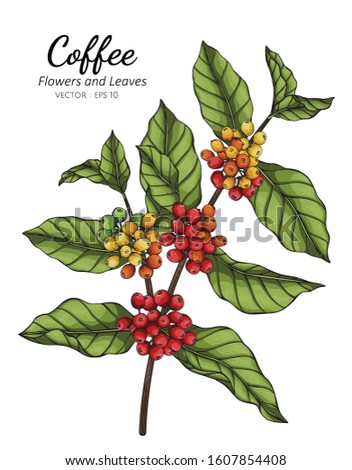 Coffee flower and leaf drawing illustration with line art  on white backgrounds
