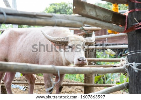 The beautiful pattern albino buffalo in cage