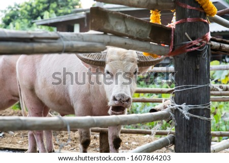 The beautiful pattern albino buffalo in cage