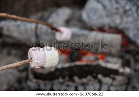 Closeup of pink and white marshmallows beings toasted over hot wood coals in a campsite, with the background being blurred 