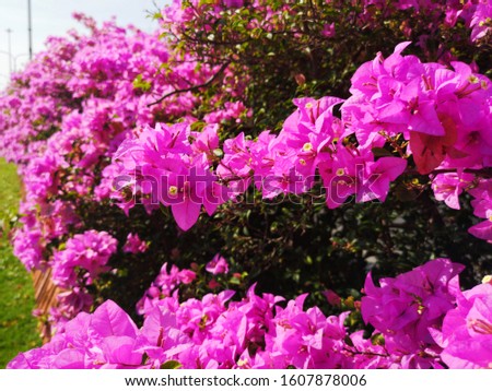 A dark pink flower on summer days