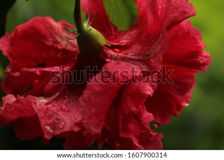 Close up picture or shot of red layered petal hibiscus flower