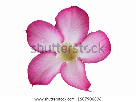 Pictures of beautiful azalea flowers