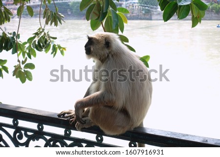 The peaceful Hanuman langur, the black faced monkey in front of the Ganges river- Rishikesh, India 2019