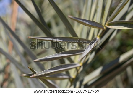 Date Palm leaf Phoenix dactylifera PALMAE PALMACEAE with blur background