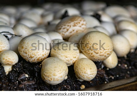 White champignon mushrooms growing on soil in dark grotten on champignons farm