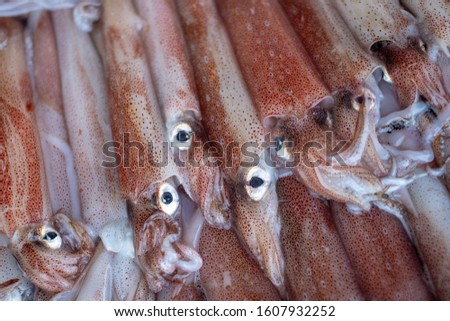 Raw squid at fish market