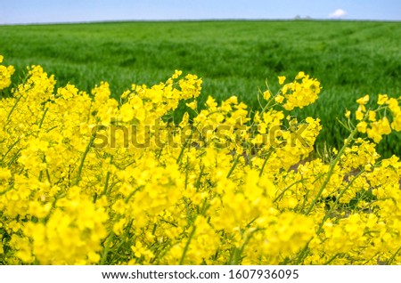 Yellow blooming canola close up. Rape on field in summer. Bright Yellow rapeseed oil. Flowering rapeseed. Selective focus image. Agricultural concept. Bright summer botanical backdrop. Copy space. 