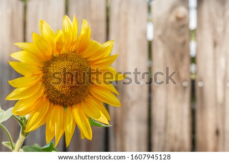 Sunflower on wooden fence background
