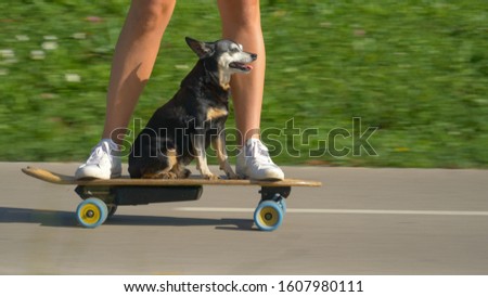 CLOSE UP, LOW ANGLE: Adorable senior dog and unrecognizable woman cruise through the sunny park on an electric longboard. Cute miniature pinscher puppy enjoys a skateboard ride on a hot summer day.