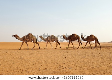 A line of camels walking in the desert of Riyadh, Saudi Arabia Royalty-Free Stock Photo #1607991262