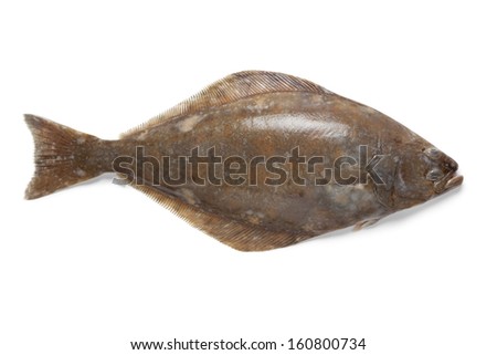 Single fresh raw halibut fish isolated on white background