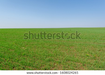  Spring photography, young green wheat grows in the sun, a cereal plant that is the most important kind grown in temperate countries, the grain of which is ground to make flour for bread, etc 