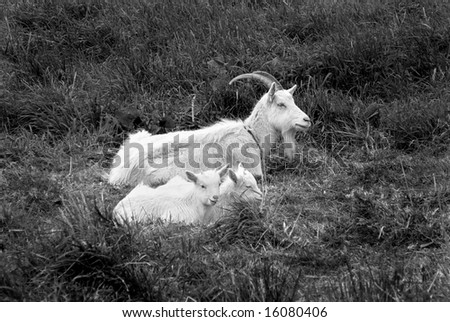 A white goat (Capra) and two kids laying in a field. Picture in monochrome