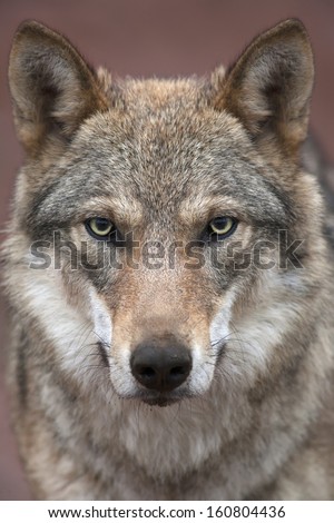 A young european wolf female with soiled nose, looking straight into the camera. Face portrait of a forest dangerous beast, Canis lupus lupus, on blur pink background. Beauty of the wildlife.