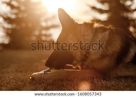 A beautiful junior german shepherd dog resting and playing with a ball in a backyard on an autumn day.