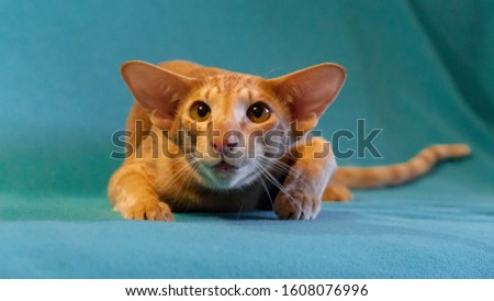 Red Cat breed Oriental on green background 
