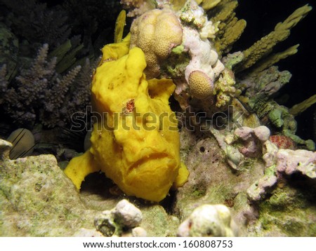 Cute yellow frogfish