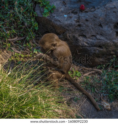 Baby baboon is looking for food in a grass 