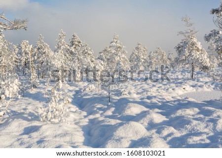 sunny and snowy day in forest