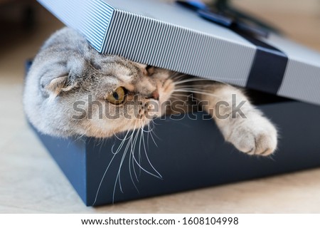 Cute funny fat cat in Christmas gift box. Royalty-Free Stock Photo #1608104998