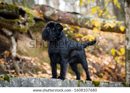 Black little wire-haired mysterious dog Belgian Griffon breed stands on a concrete slab covered with moss outdoors in a park Royalty-Free Stock Photo #1608107680