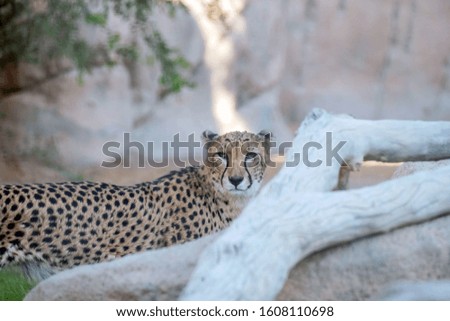 Wild Animal Cheetah or Tiger in Jungle
