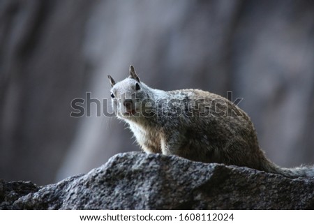 American grey squirrel at Yosemite National Park, California, USA