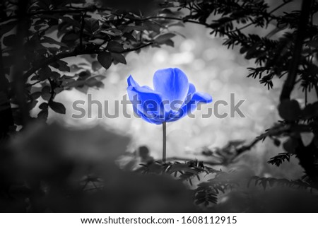 Beautiful blue artificial tulip in black and white nature looking out through a hole in a bush.
