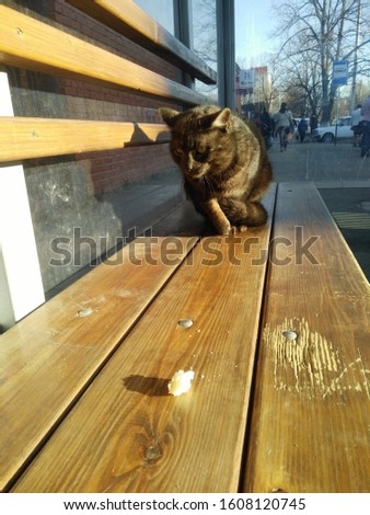 A black fluffy street cat on a bench 