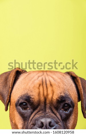Portrait of cute boxer dog on colorful backgrounds, orange, copy space